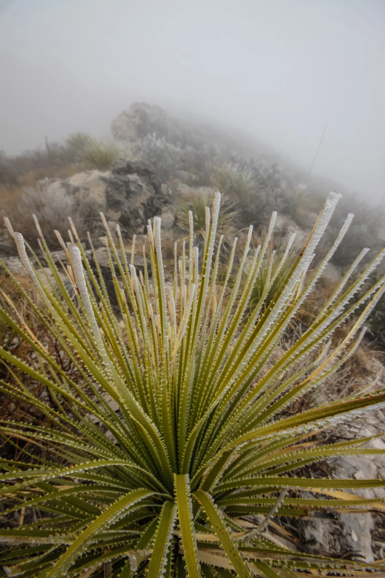 _MG_2154.jpg