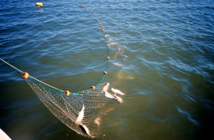 Salmon Gill Net Fishing 2016 