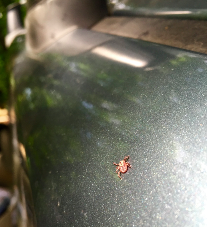 First tick of the trip