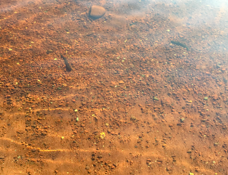 These are the leeches that we saw in the lake, they were 4-5 inches long, we did not go swimming