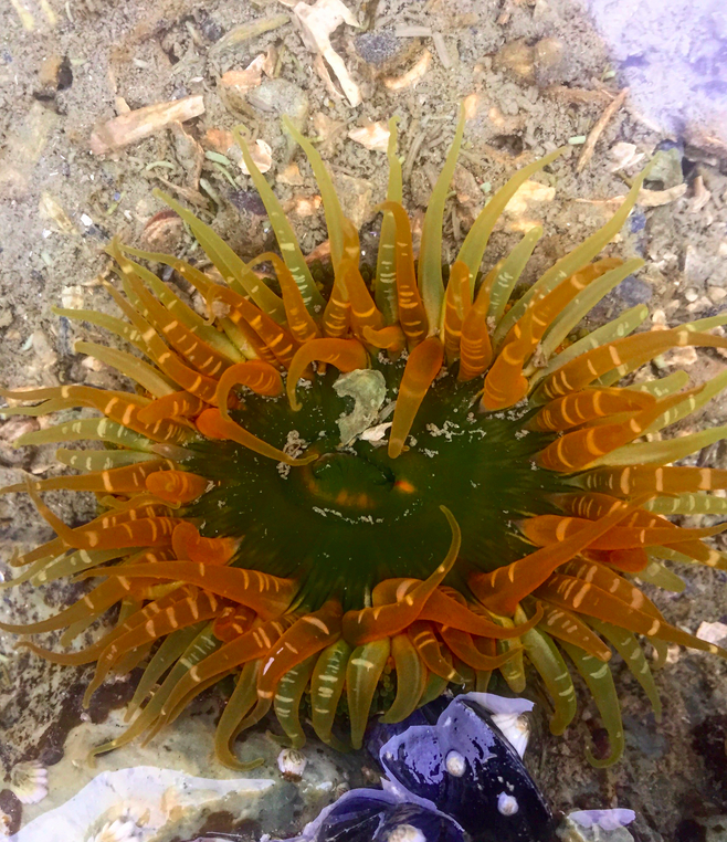 Make sure to go tide pooling while you are visiting Glacier Bay