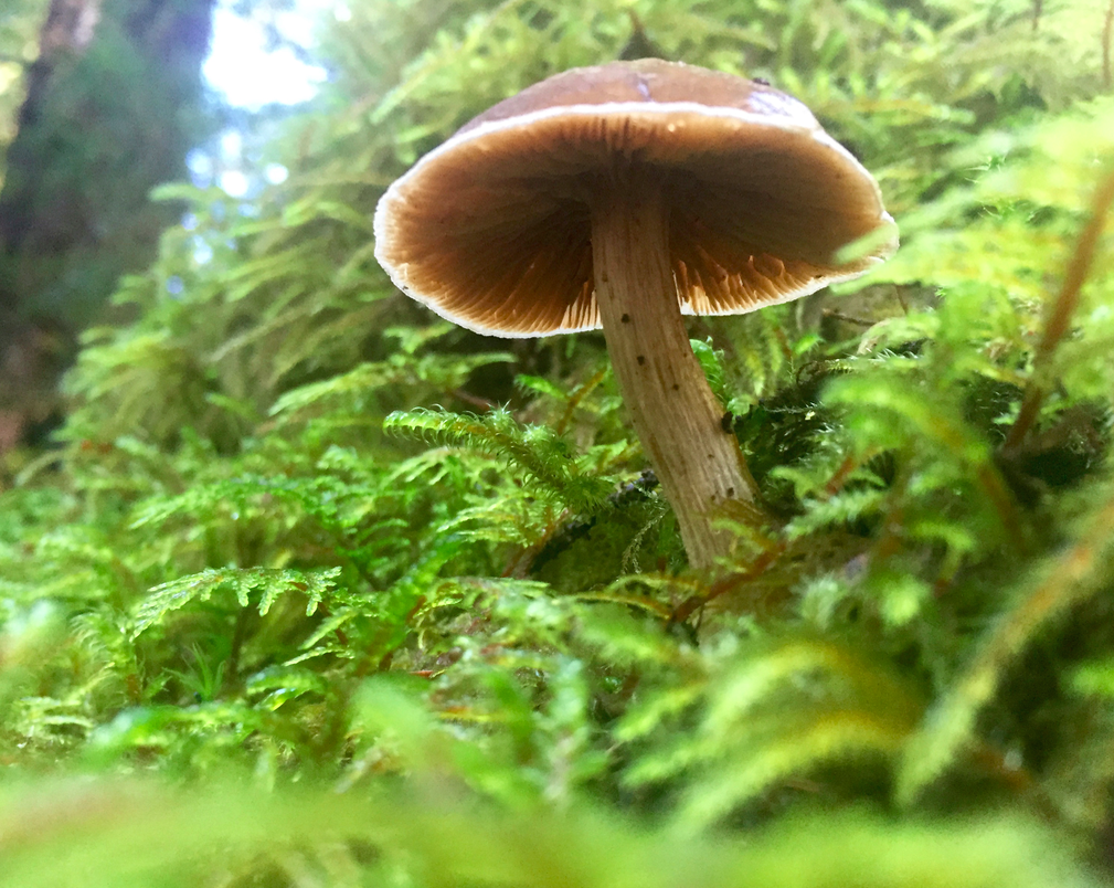 The trails around Glacier Bay are incredibly lush and mushroom filled