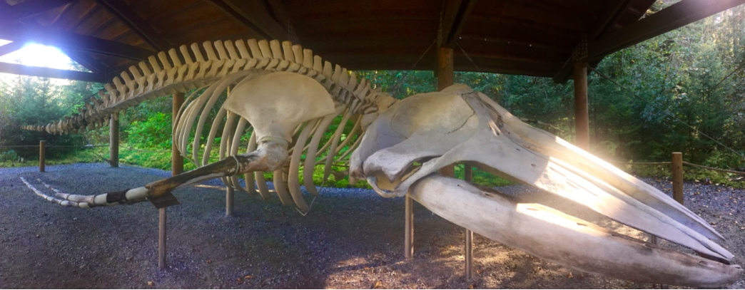 Humpback skeleton