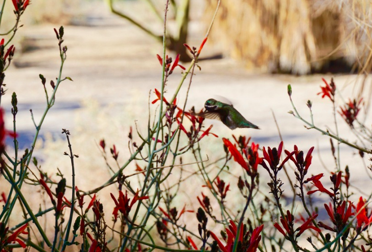 I love that the desert of Joshua Tree has beautiful flowers and hummingbirds.