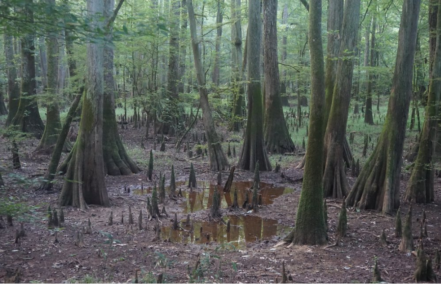 congaree.PNG