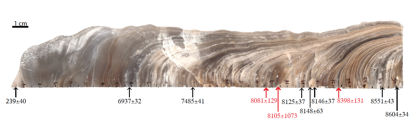 Image of quartered and polished stalagmite WMC1. Numbers show ages and associated errors for uranimum-series dates on the stalagmite. Red numbers had larger errors and were not used in the final age model for the stalagmite proxy records. Image: J. …