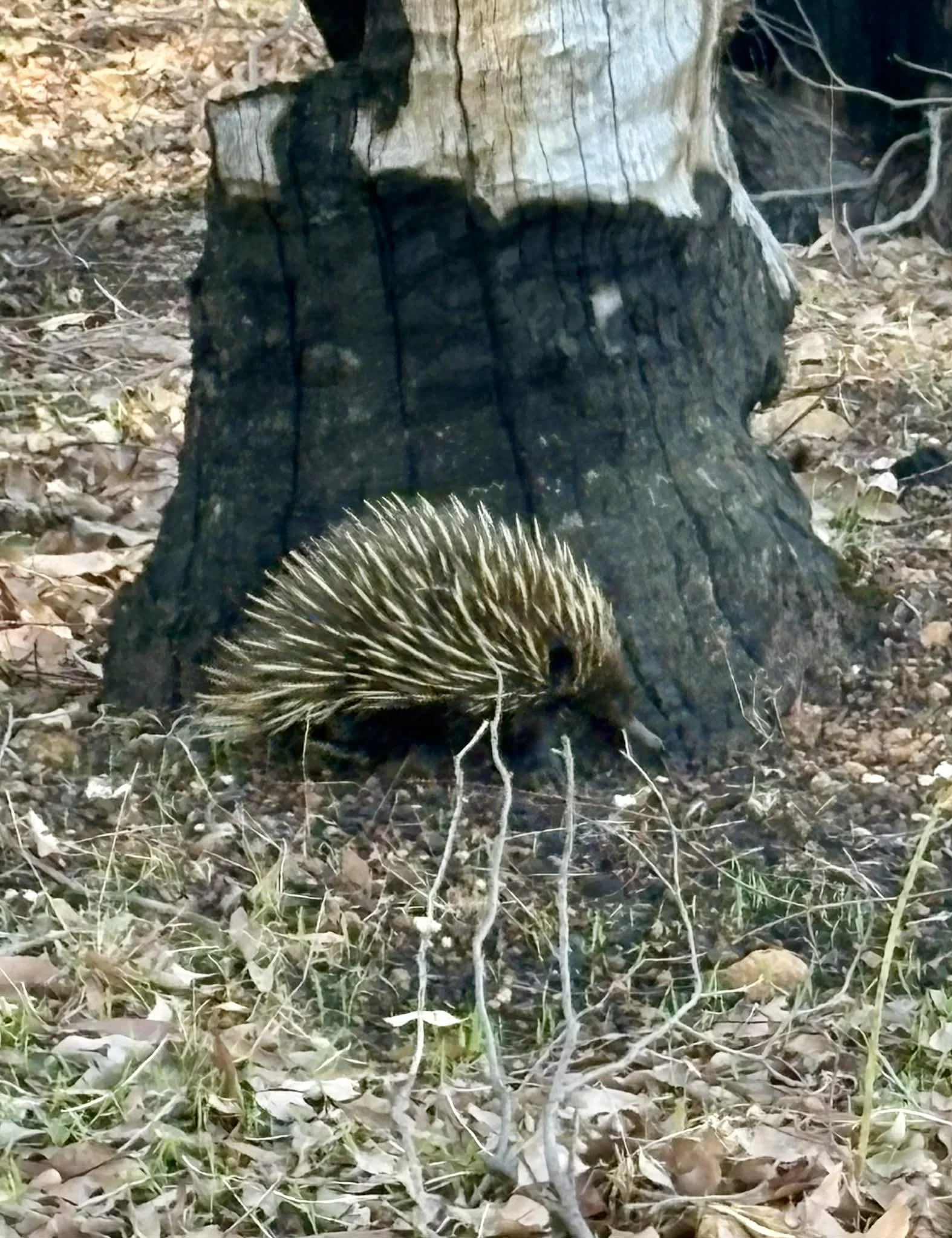  An echidna delighted us all 