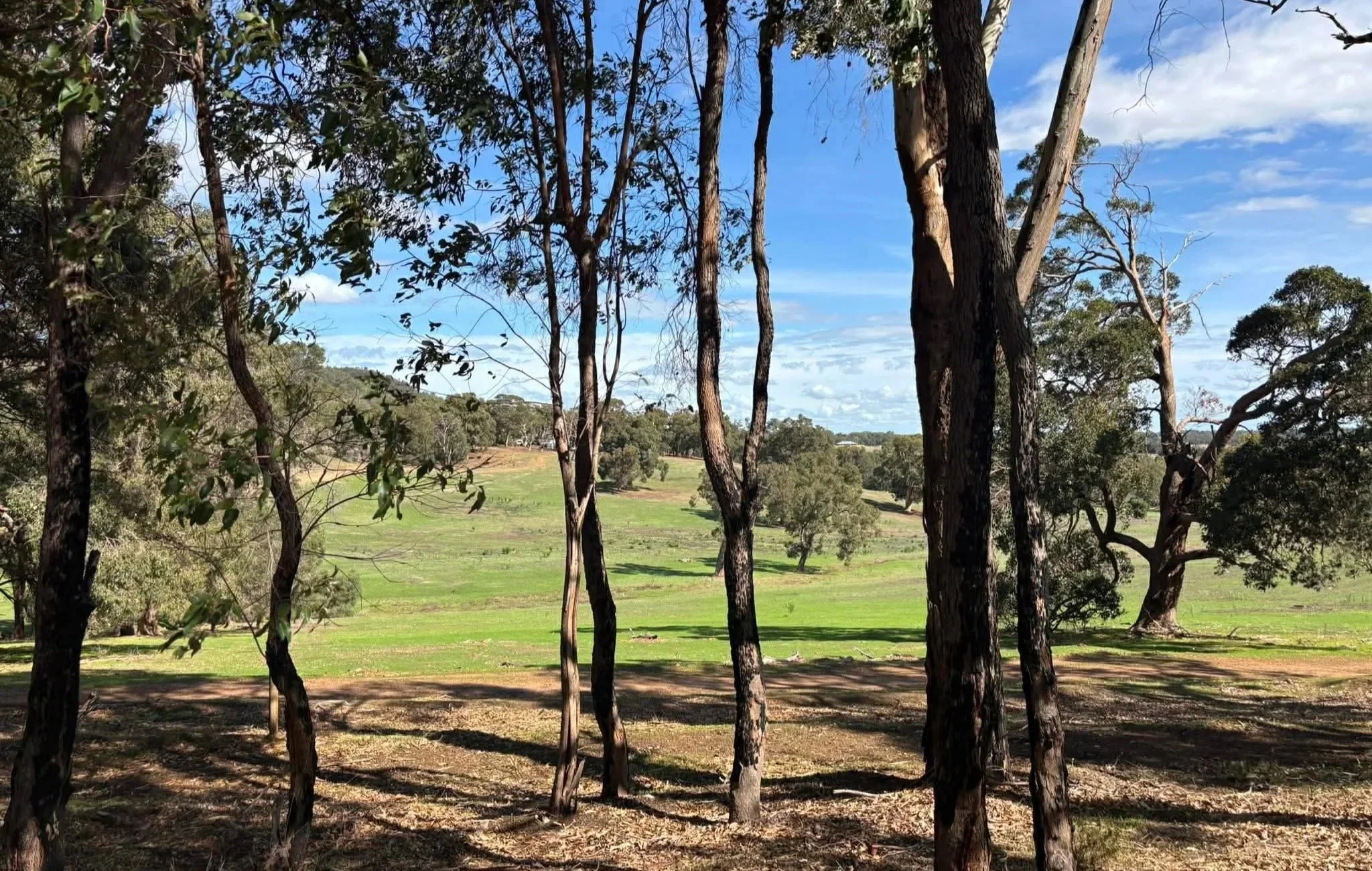  Blessed by fresh grass thanks to Cyclone Narelle 