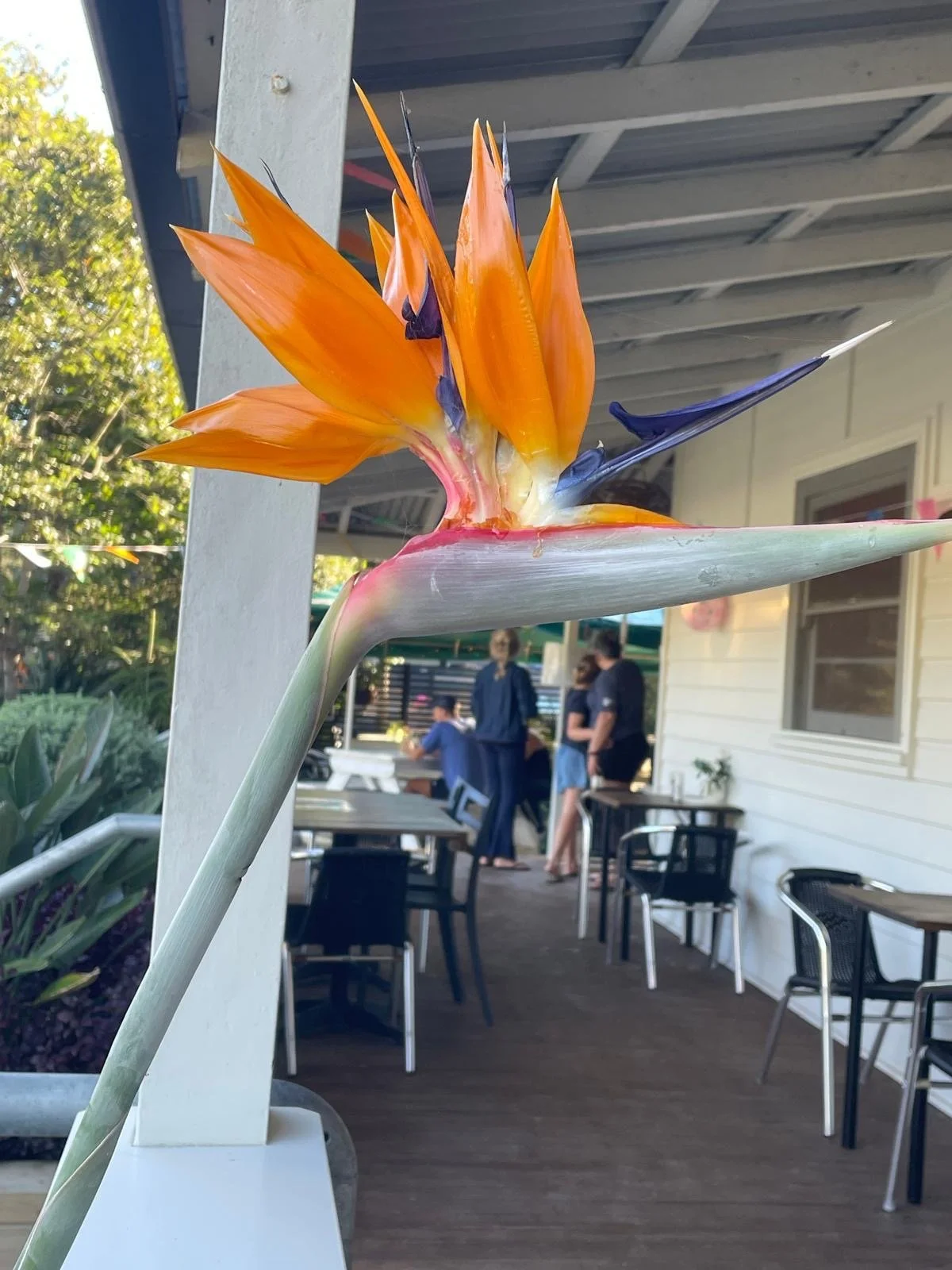  Beautiful bird of paradise plant at the Beach House Cafe. 