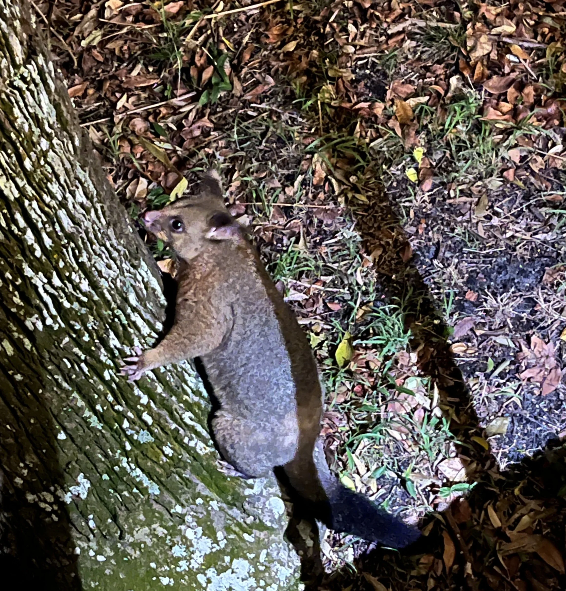 Wildlife wander amongst the campers - Brushtail Possums are out at night.&nbsp; Large Lace Monitor Lizards and Brush Turkeys wander during the day.&nbsp; Pelicans, Black Cockatoos and other birds enjoy the open skies.&nbsp;&nbsp; 