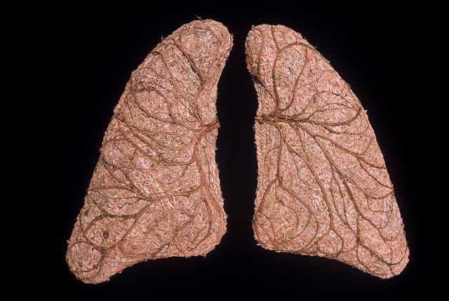 Weavingthemurray_lungs2002_plantfibre.jpg