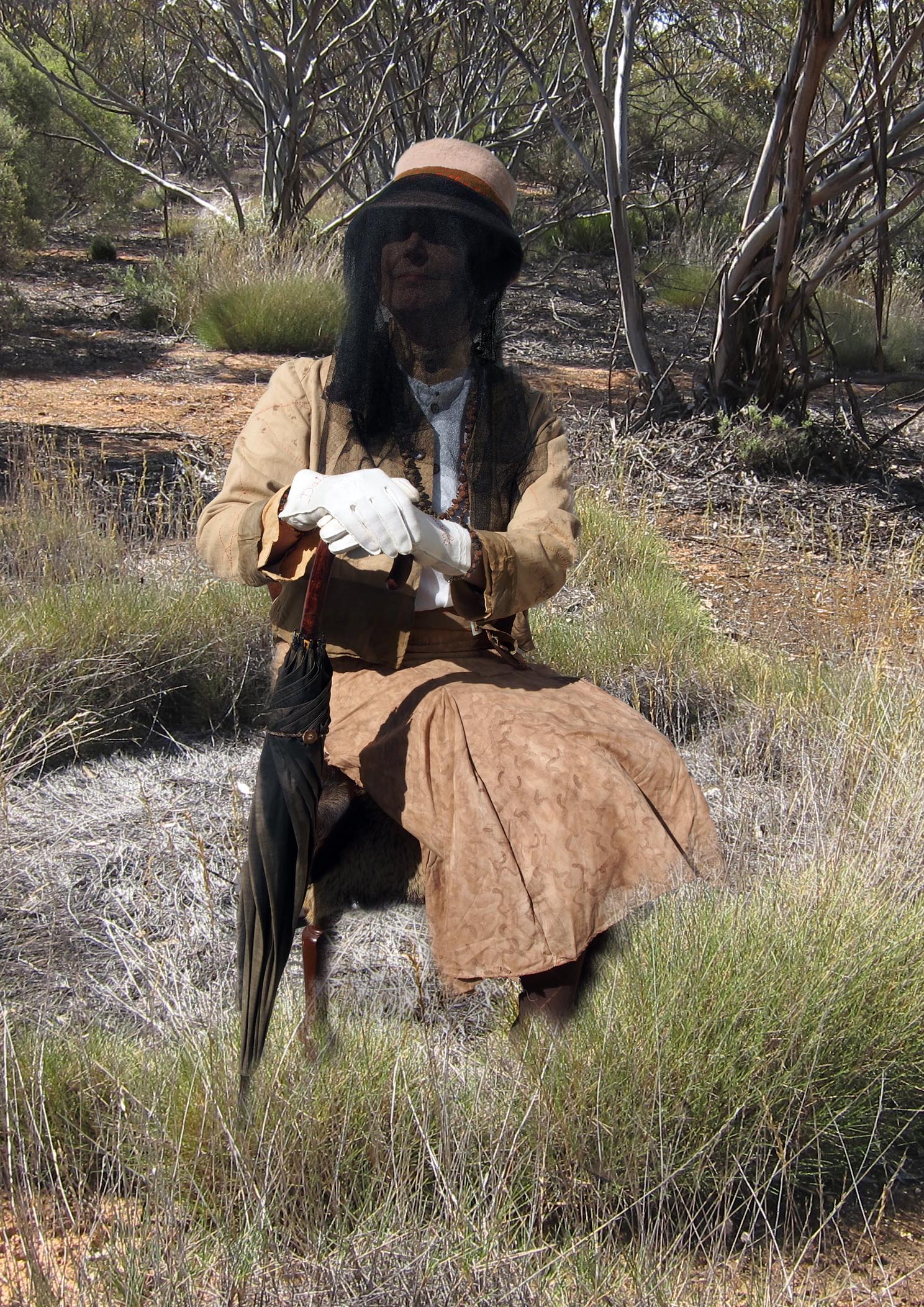 Daisy in spinifex