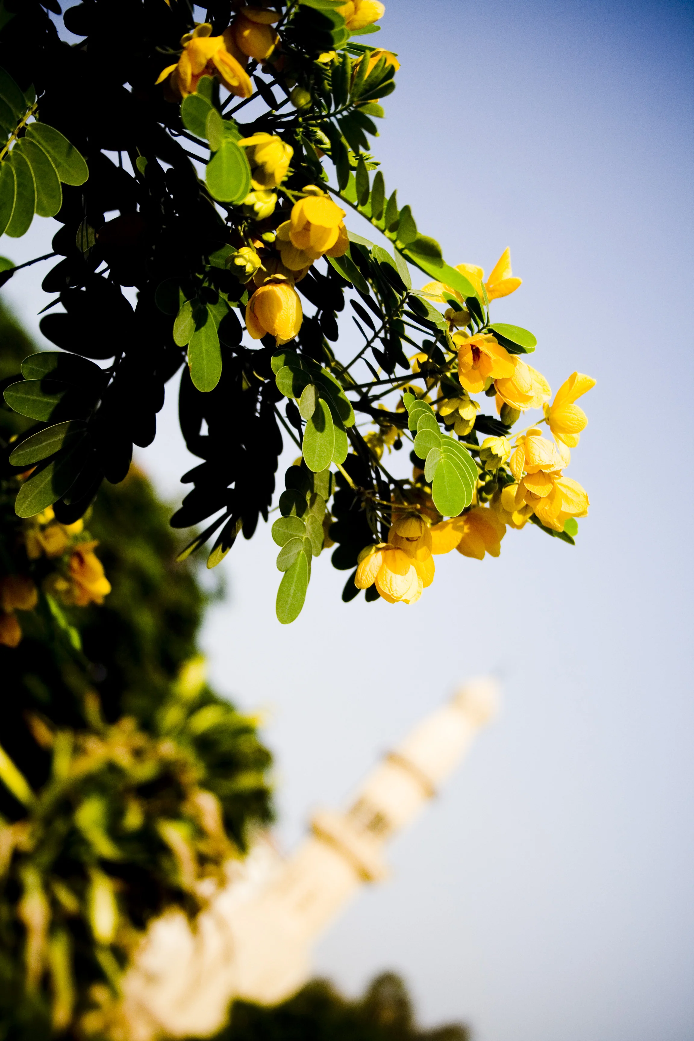 masjid_2531124143_o.jpg