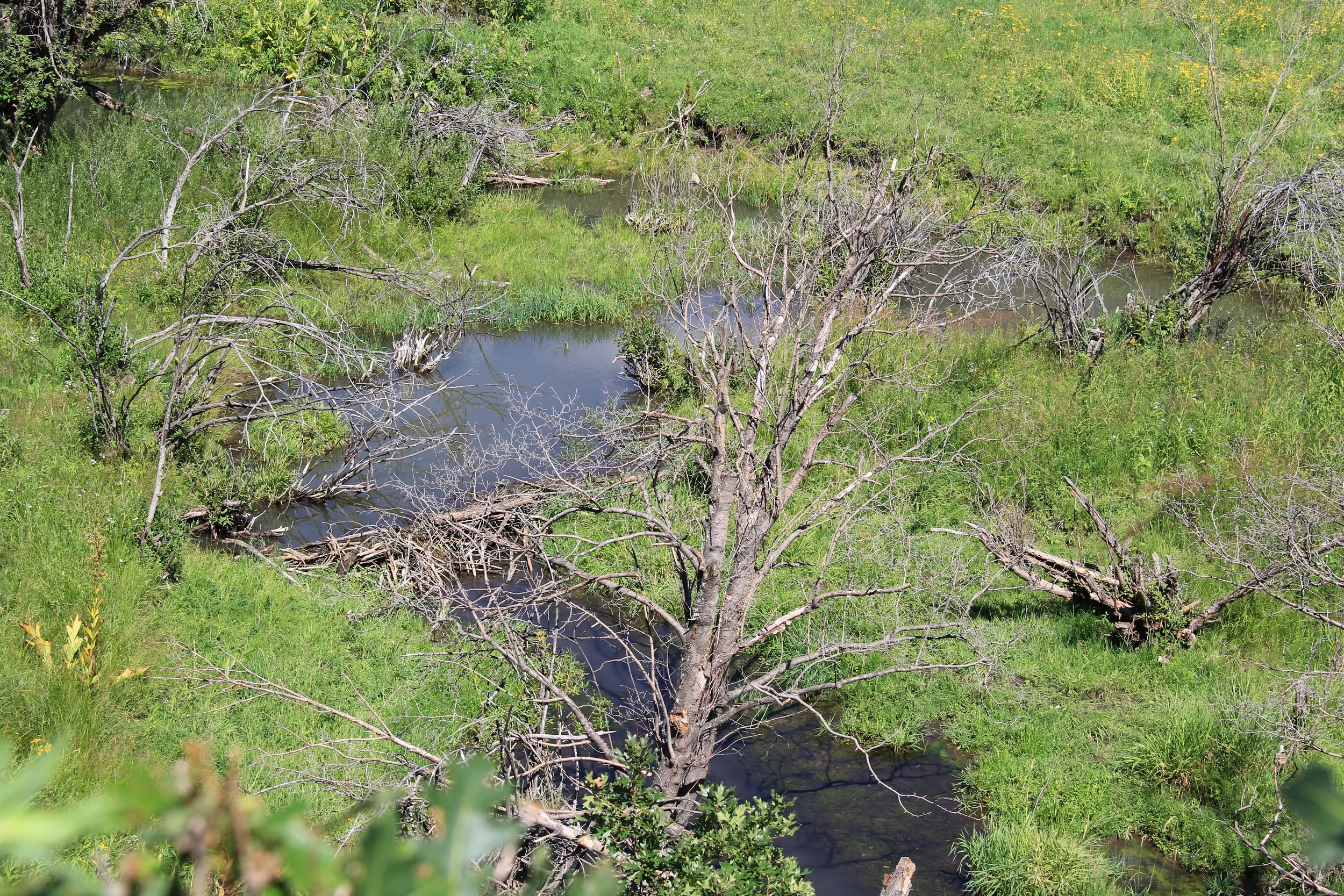 Luna Creek New Mexico. A healthy stream system with beaver dams and no down-cutting. This is a resilient stream. It's also not wilderness, but rather a small working cattle operation.