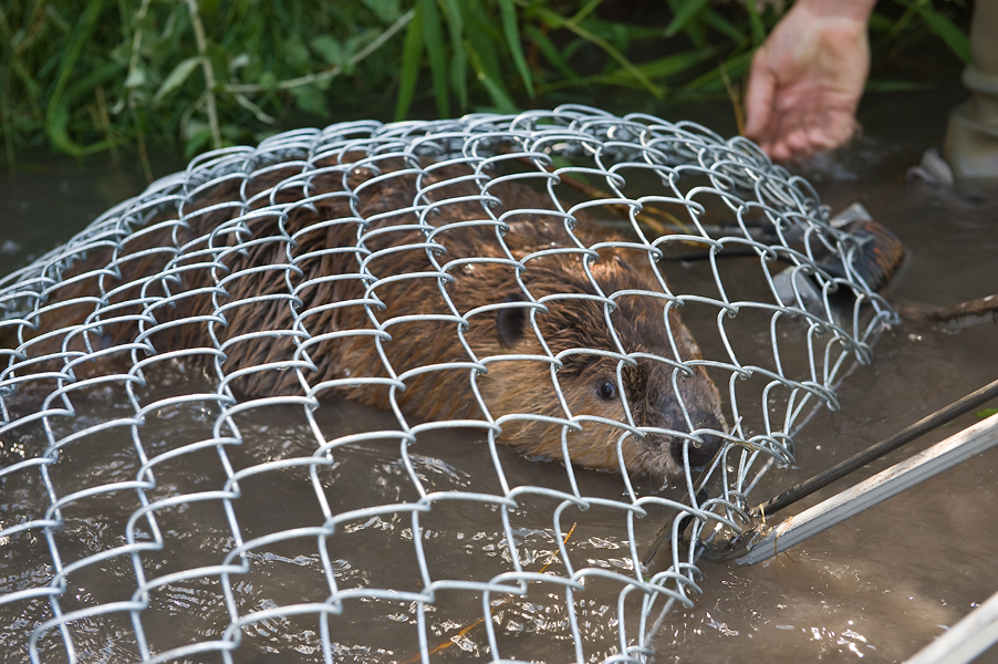 Beaver in "live" trap. Photo: Sally Thomson Photography
