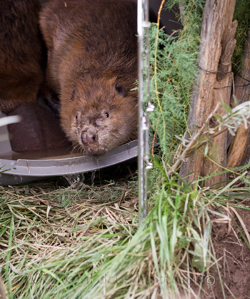 Above, a beaver prepares to leave a pet crate and re-enter the water at its new home. Below, maybe a little encouragement is needed. Both photos: Sally Thomson Photography
