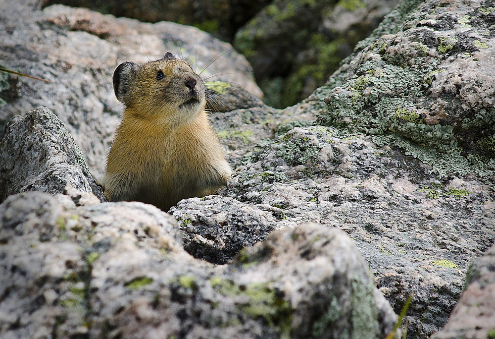 Pika, Photo Sally Thomson