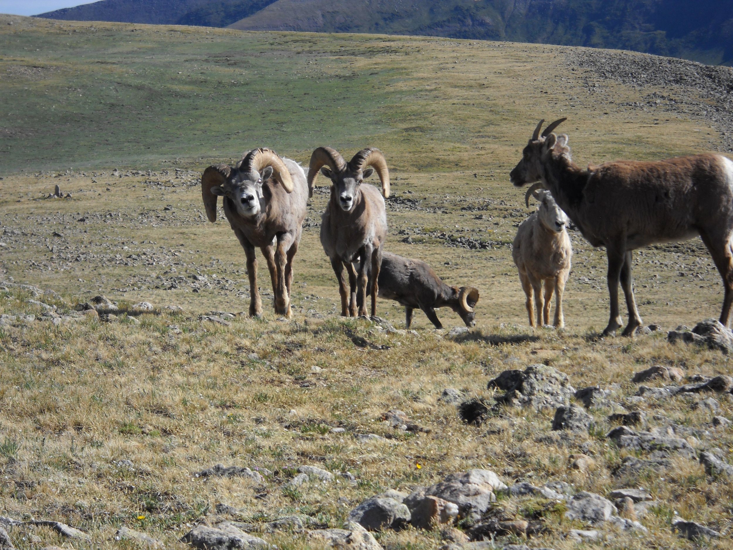 Bighorn sheep in Pecos Wilderness