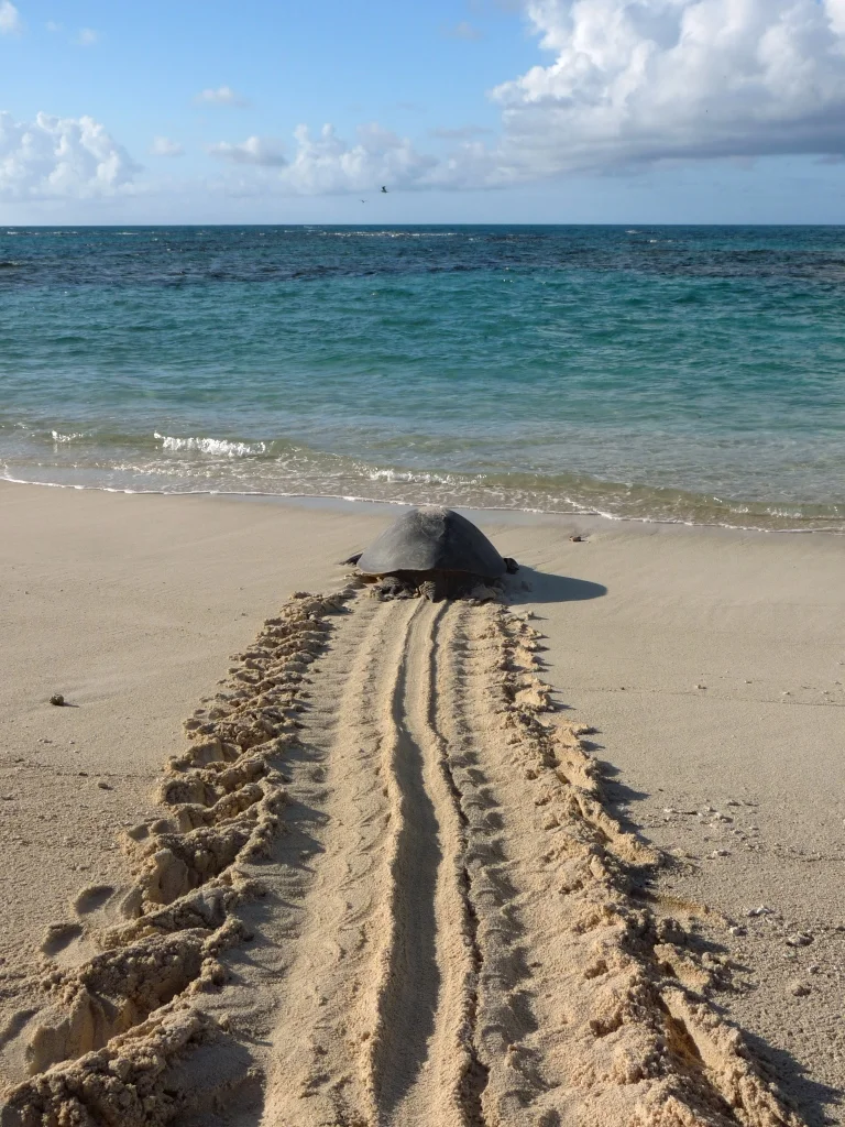 2016 volunteer project in Bonaire. Removal of debris and rehabilitation of turtle nesting beach. More info here.