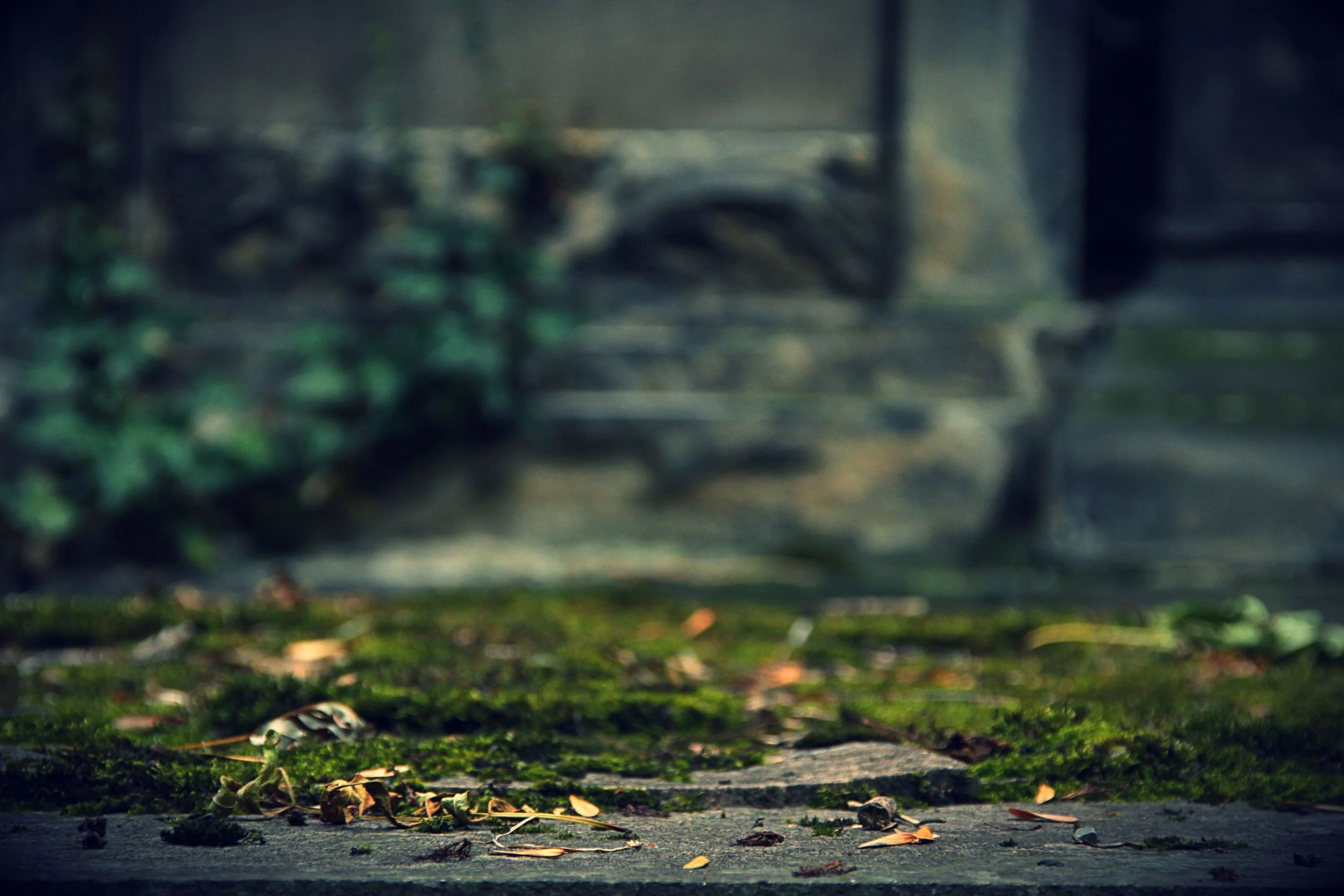 Exploring Old Cemeteries in Praha leads to a good roll of film 