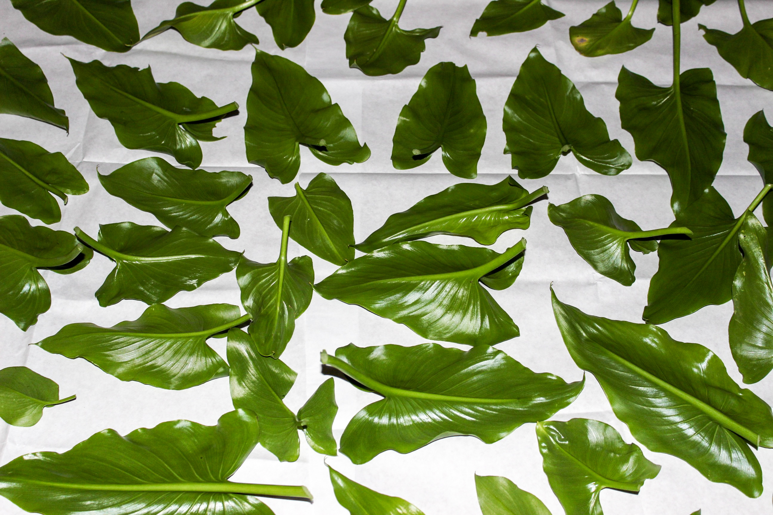 leaves-12.jpg