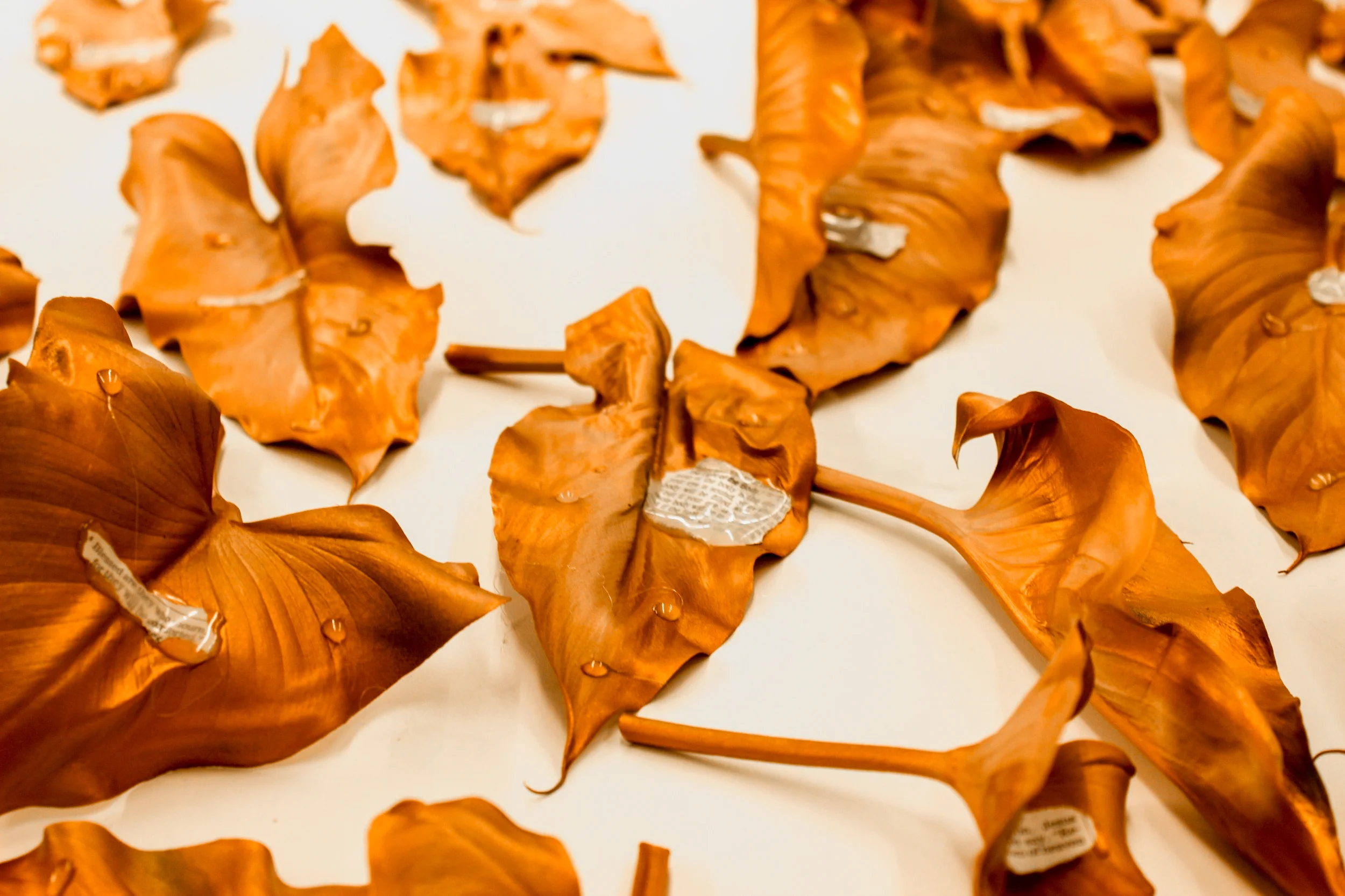 leaves-19.jpg