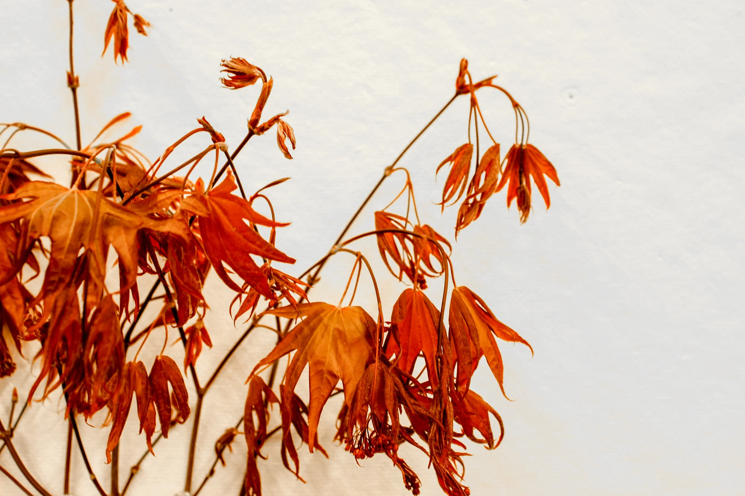 leaves-22.jpg