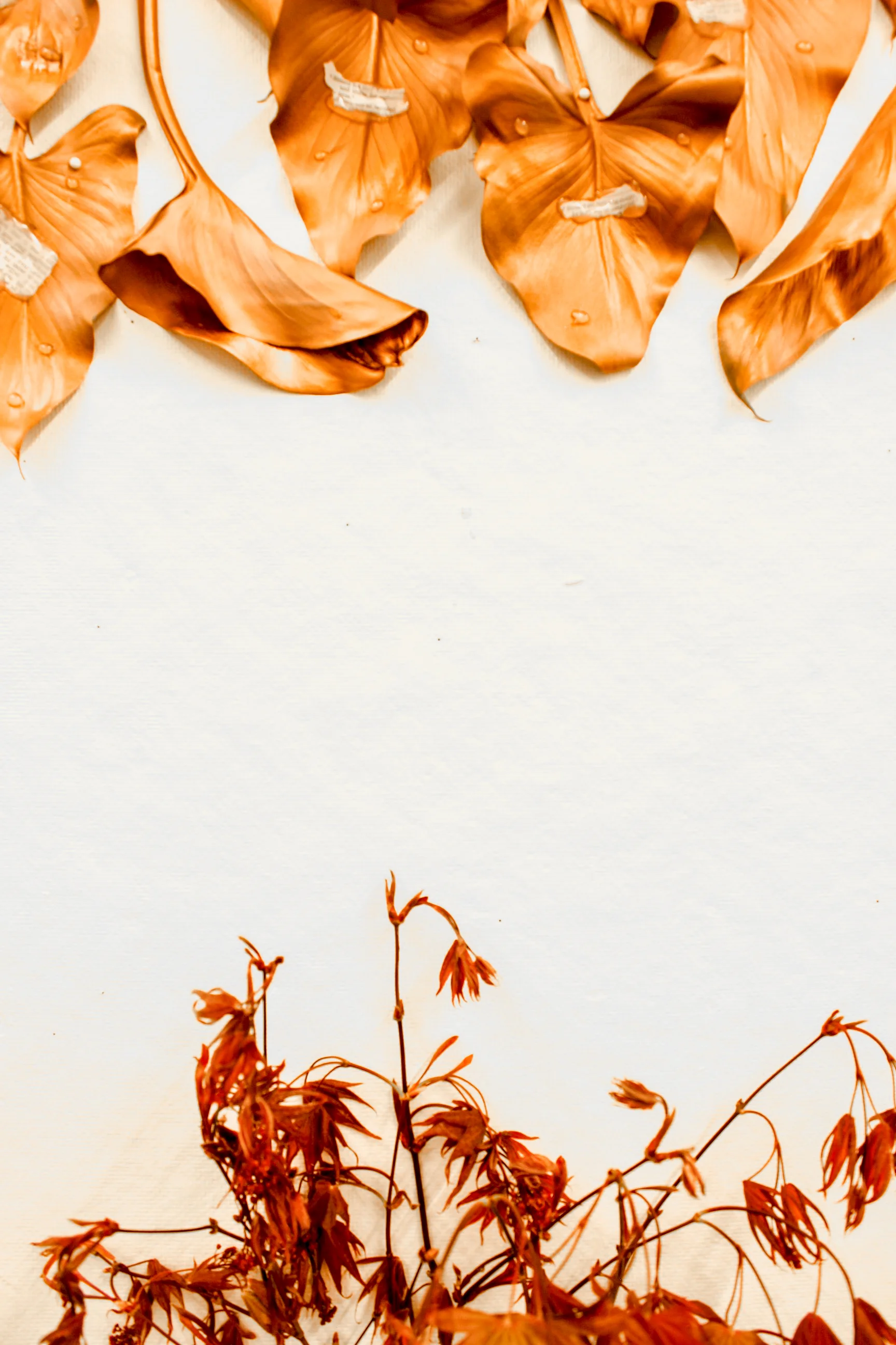 leaves-23.jpg
