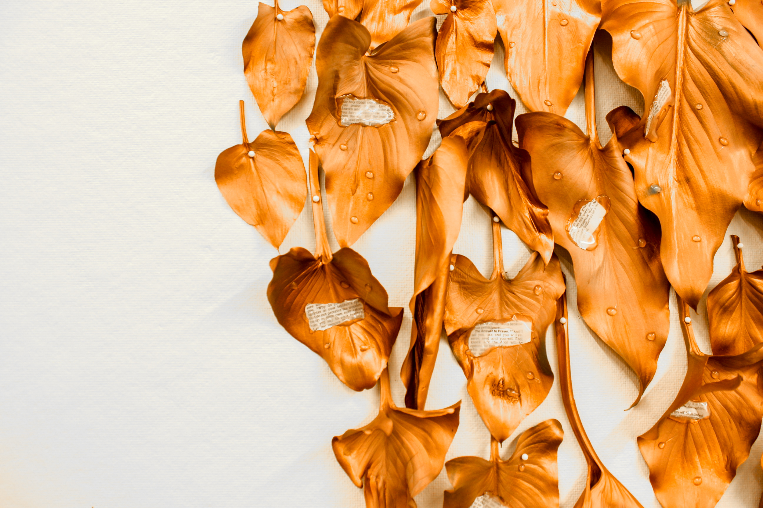 leaves-25.jpg