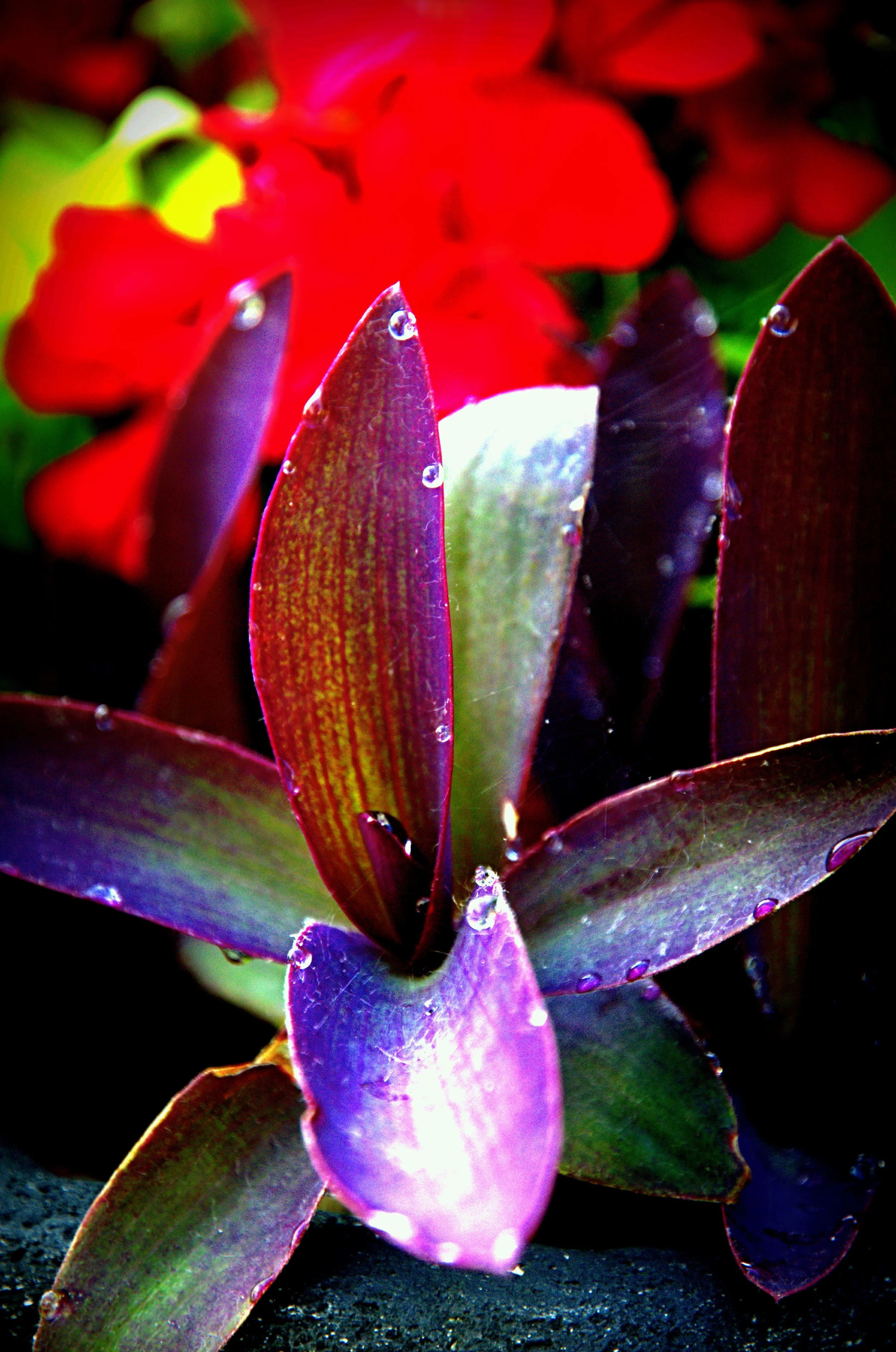 060814.[Tropical Droplets].JPG