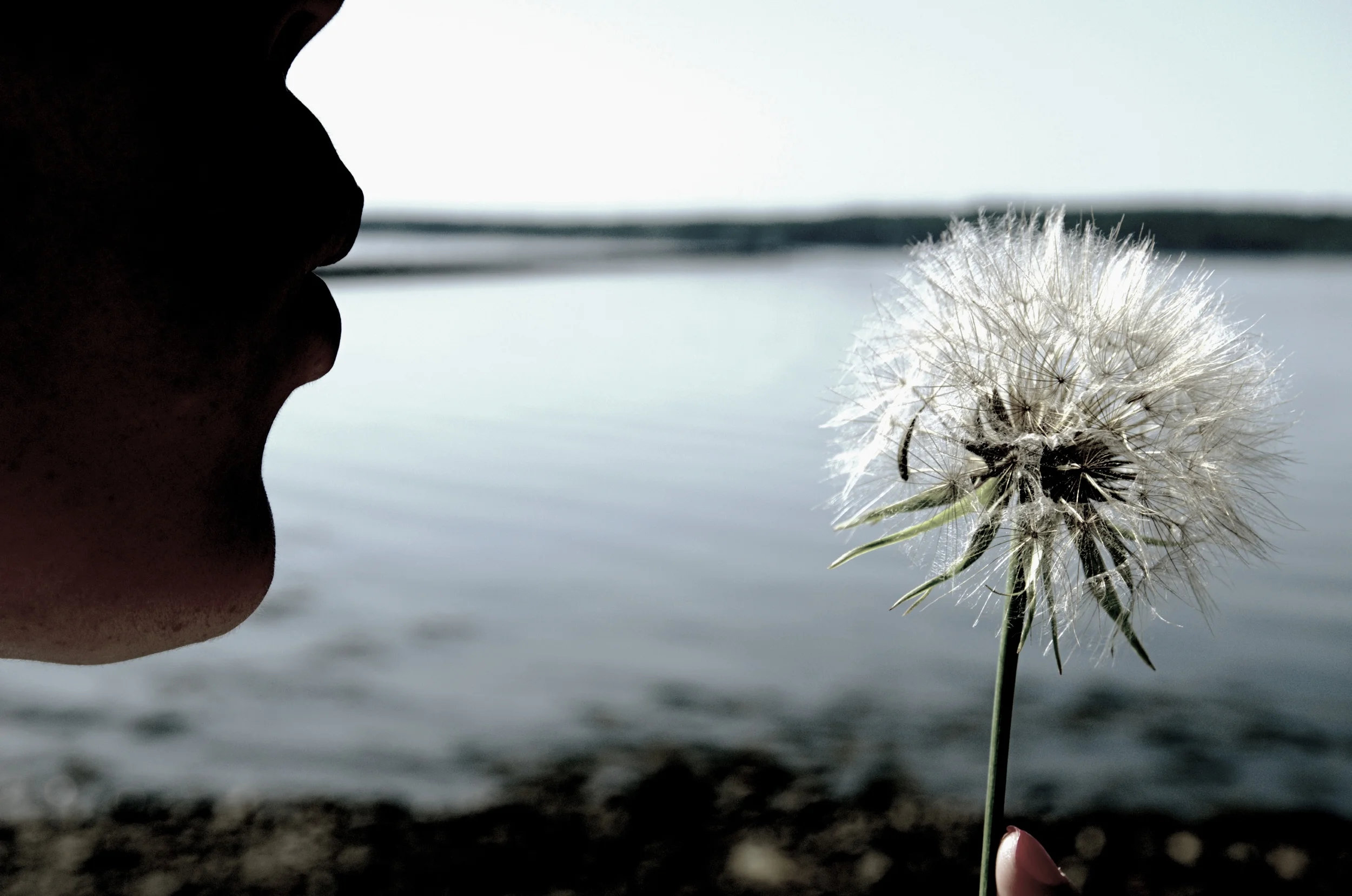 062814.[Dandelion].JPG