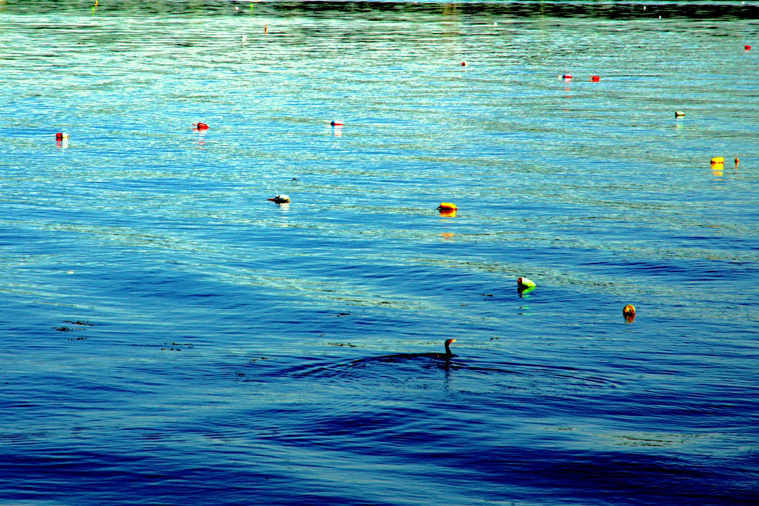 062814.[Lobster Patch].JPG