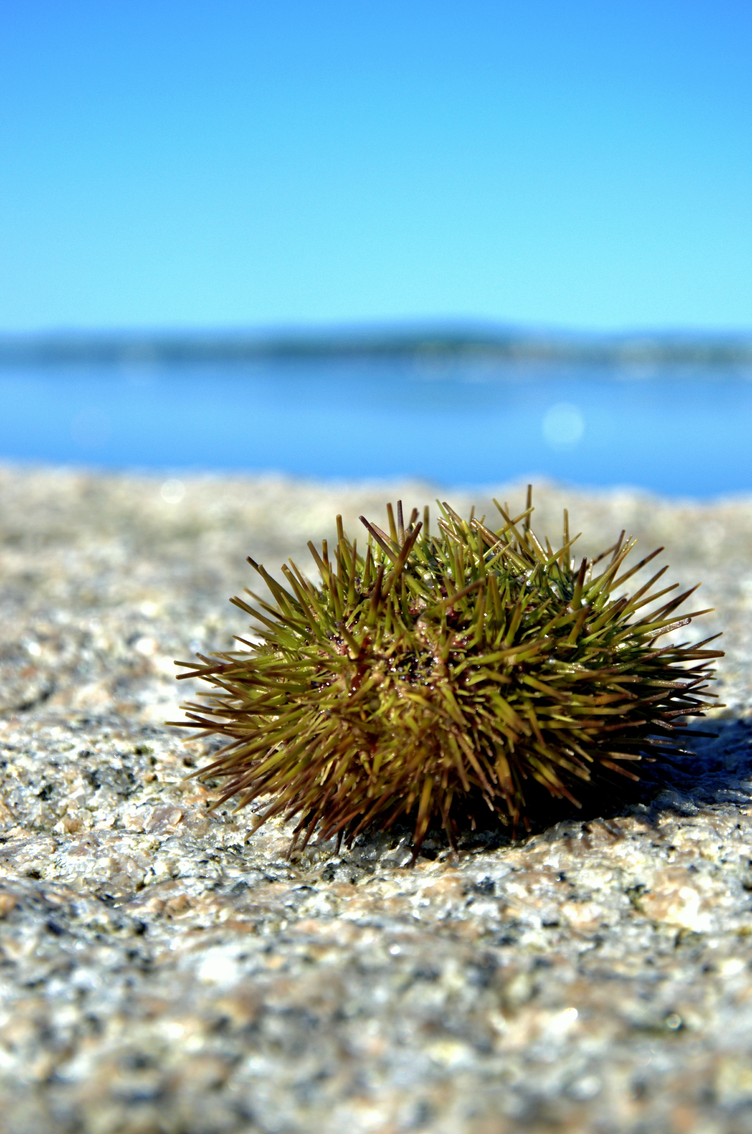 062814.[Urchin].JPG