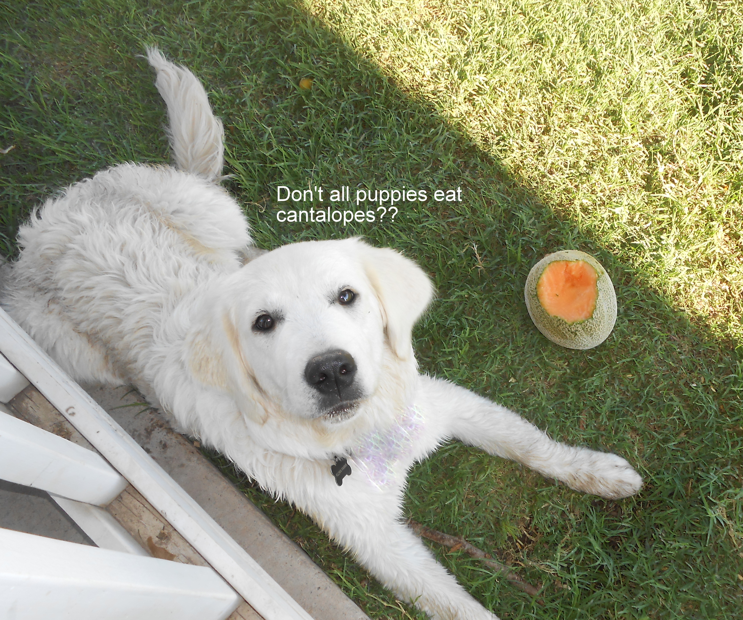 Zoeycantalope.jpg