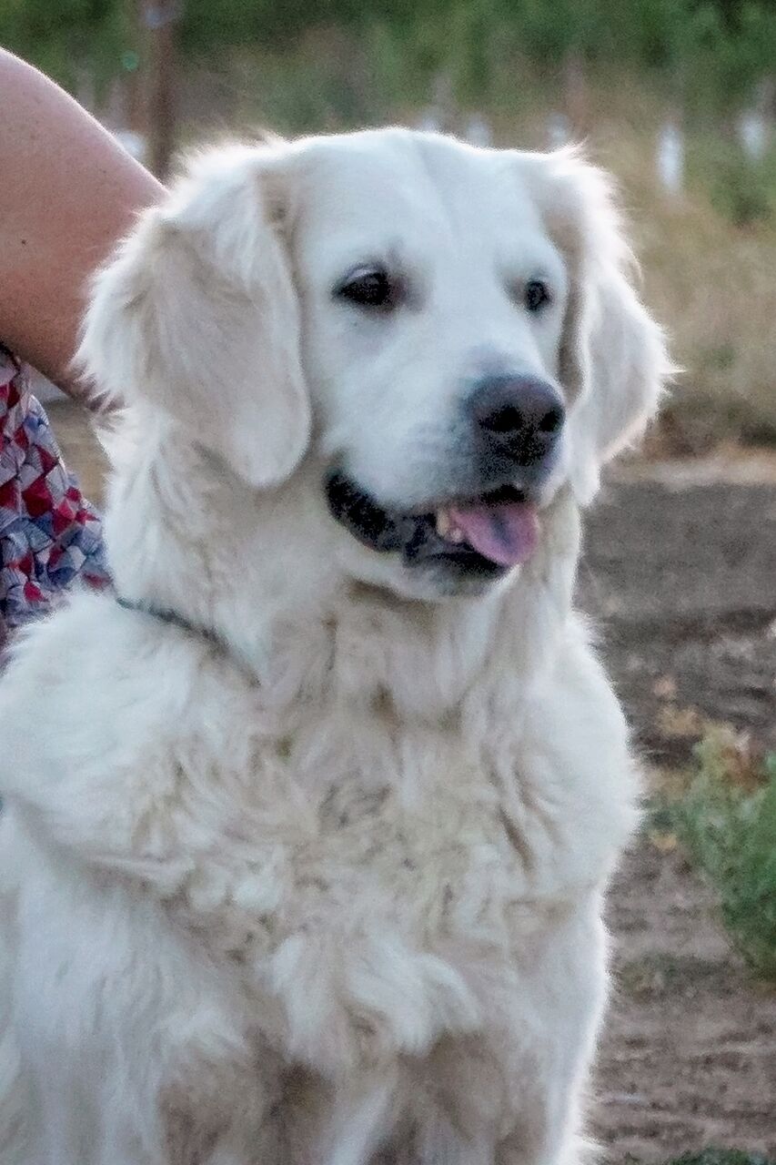 Zoey head shot A.jpeg