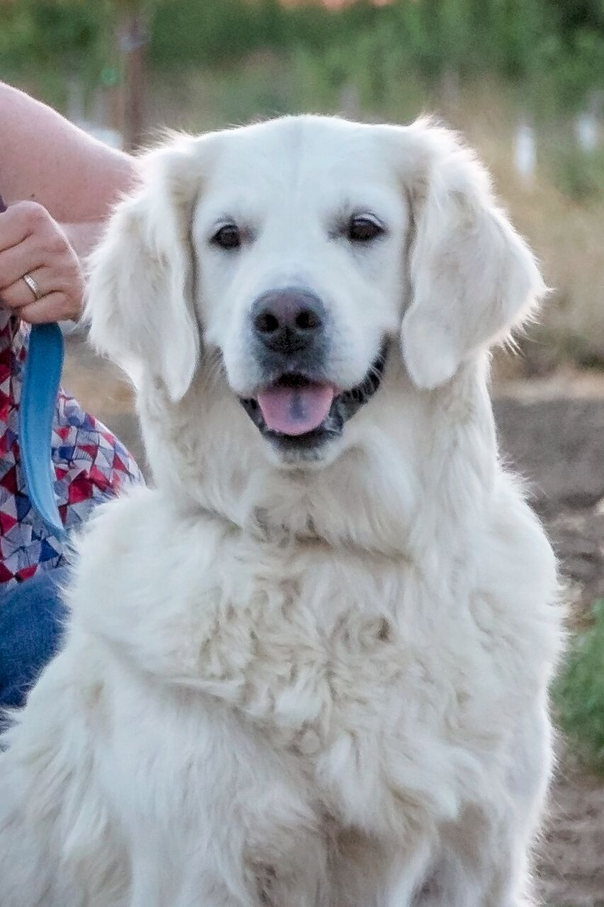 Zoey head shot B.jpeg