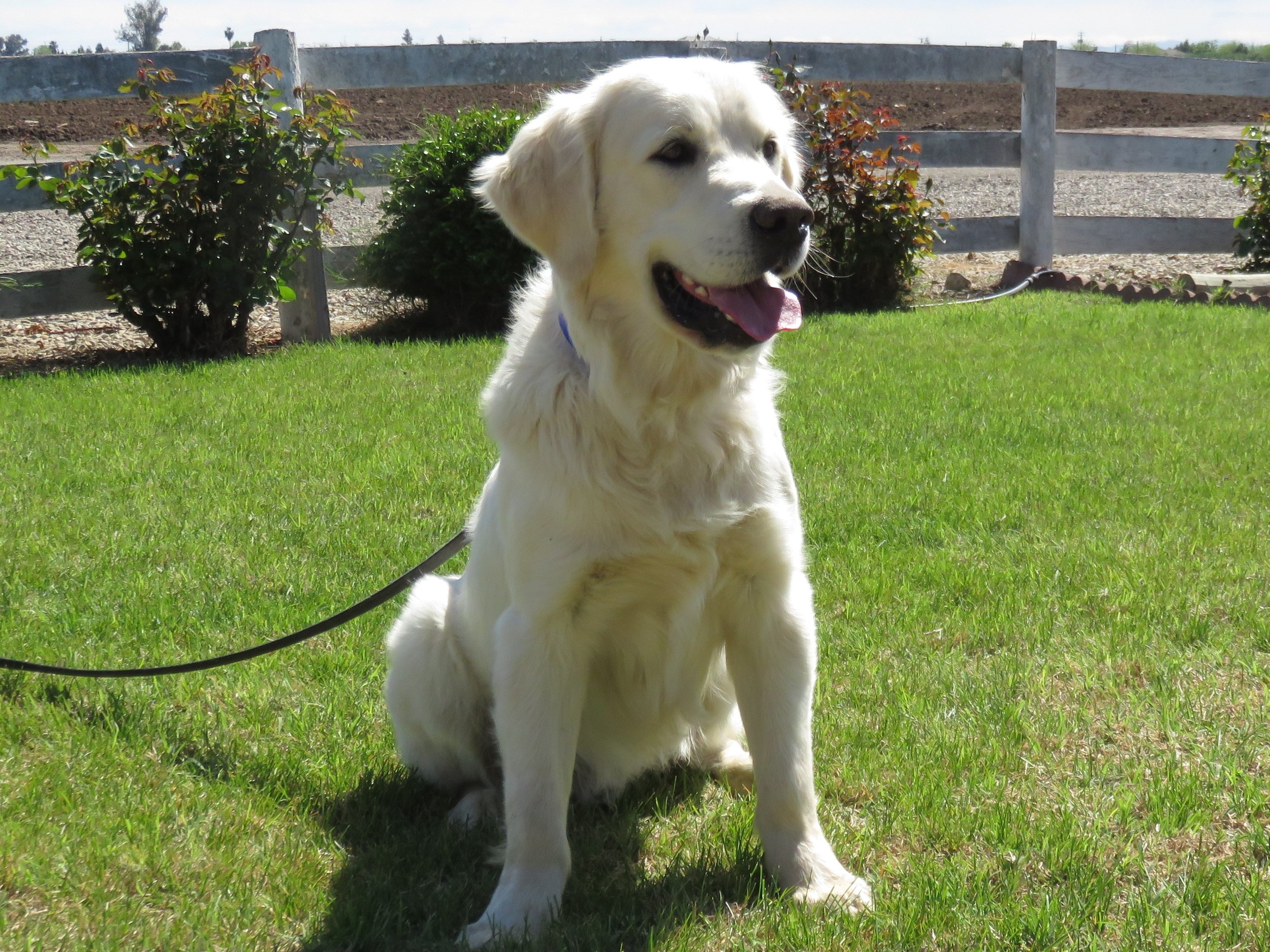 Koda — Trusted Valley Retrievers