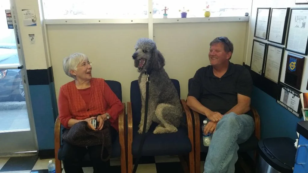 SVS is pet friendly!.jpg