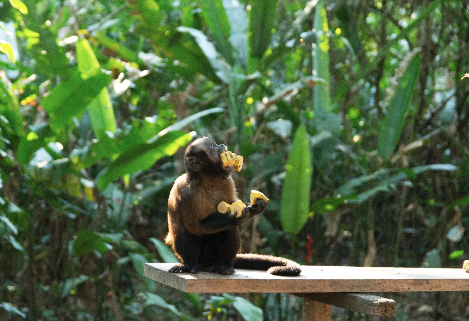 WhatsApp Image 2018-09-22 at 4.46.00 PM.jpeg