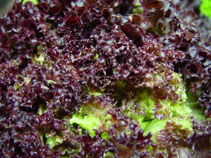 hydroponic-lettuce-leaves-dark-red-725x544.jpg