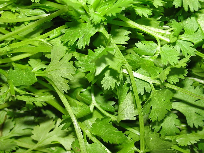 800px-A_scene_of_Coriander_leaves.JPG