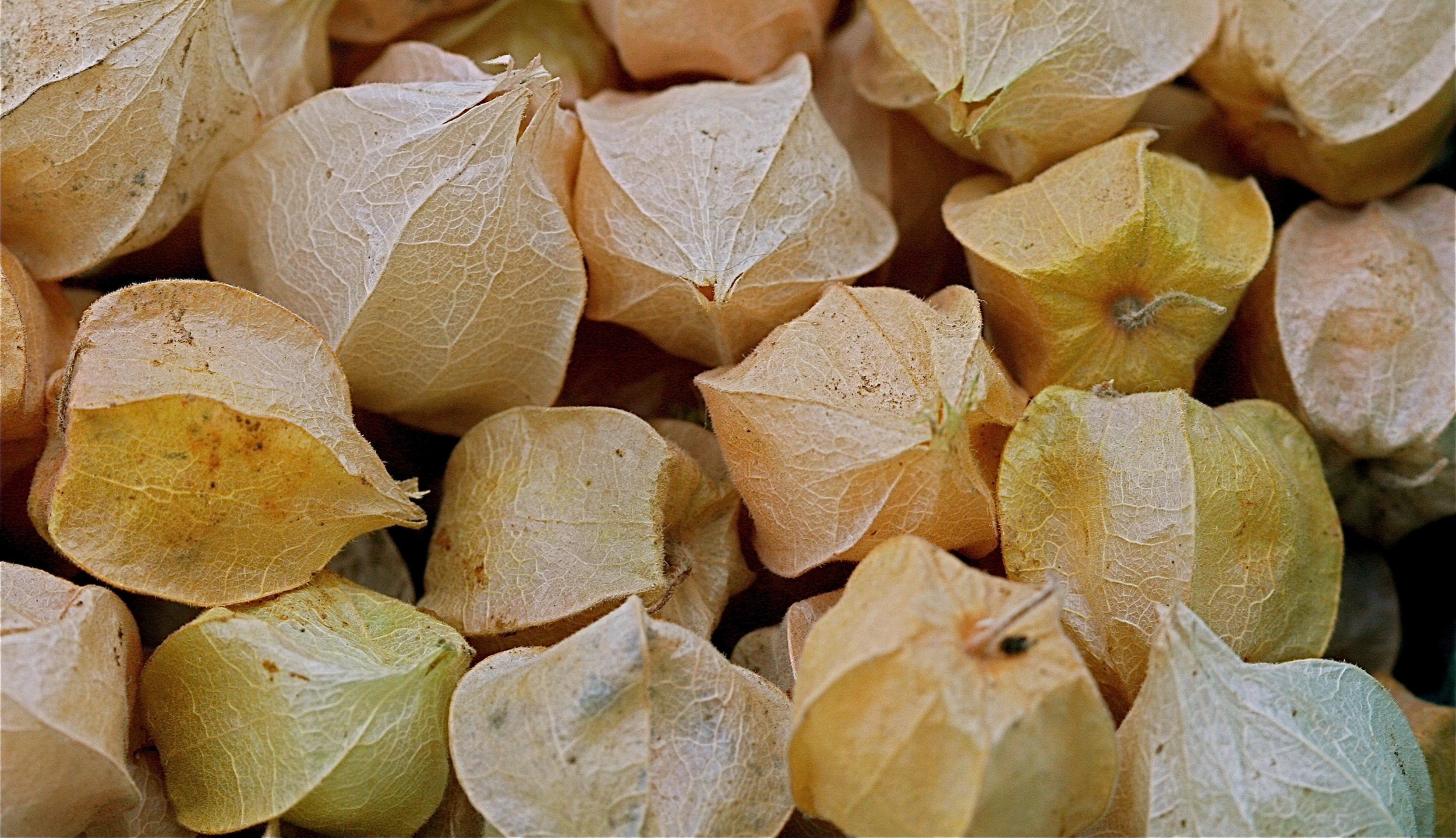 cape gooseberry image for full fork.png