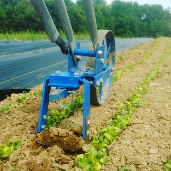 A Valley Oak wheel hoe to cultivate between direct-seeded salad greens.