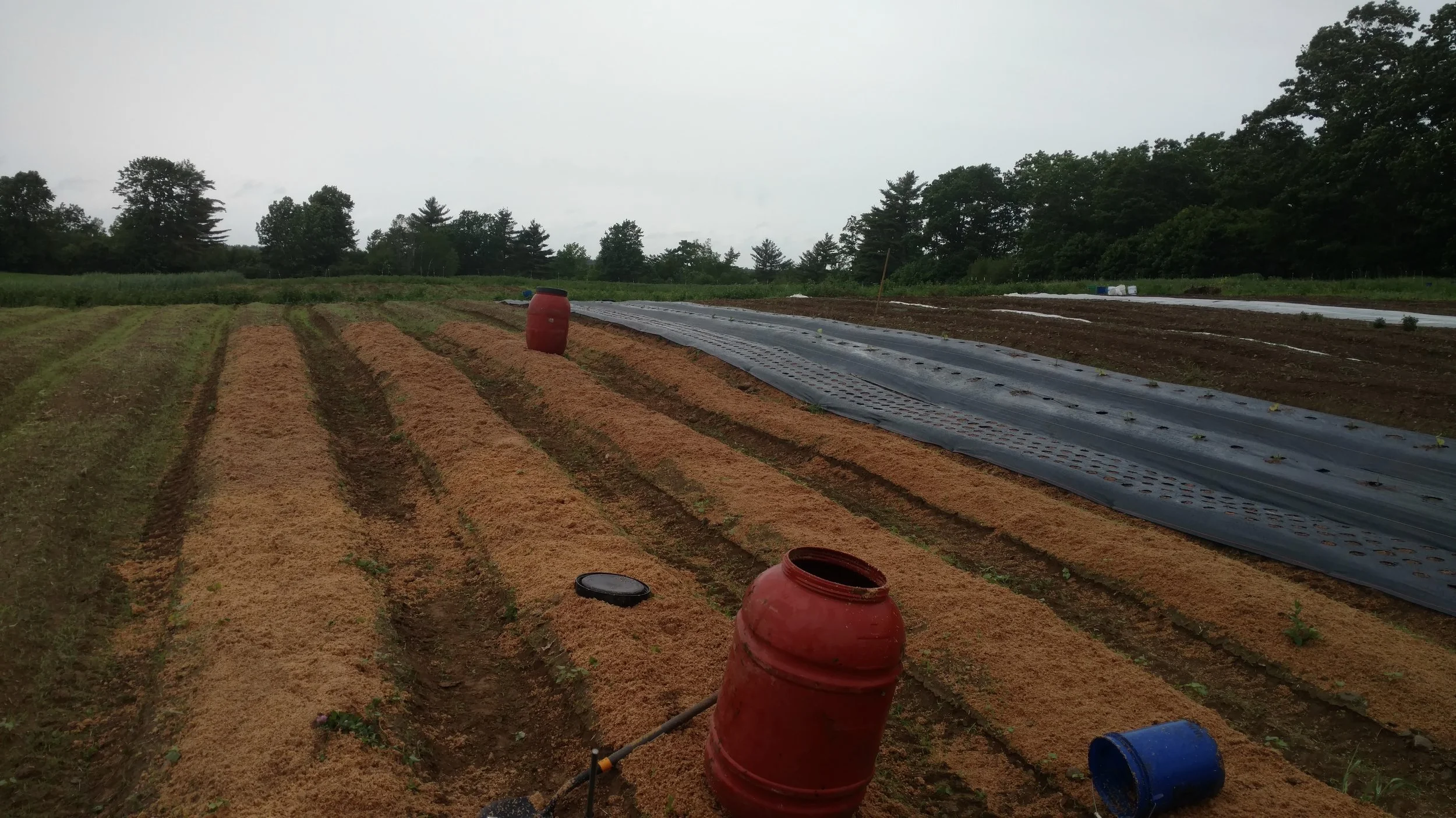 Spent grains were applied to the beds. Each bed has a control section and the two experimental sections of raw and bokashi'd spent brewers' grain.
