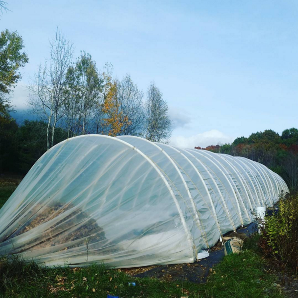 Autumn compost pile of leaves and spent brewers grain in the caterpillar tunnel.