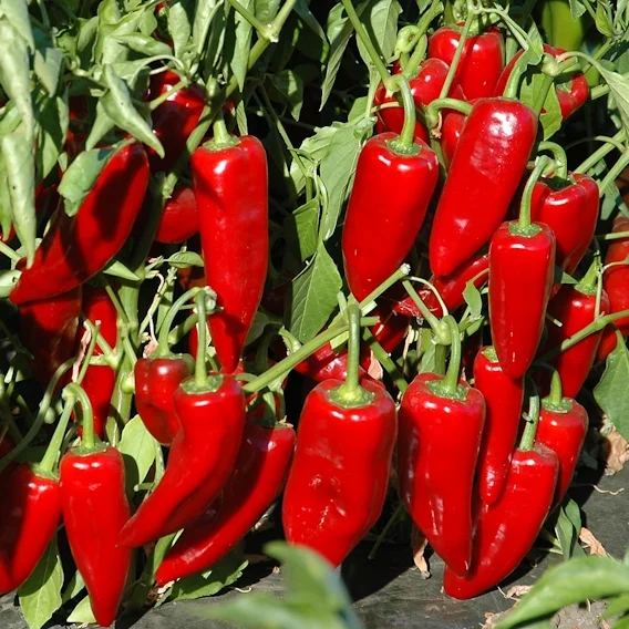 StockyRedRoasterPepper.jpg