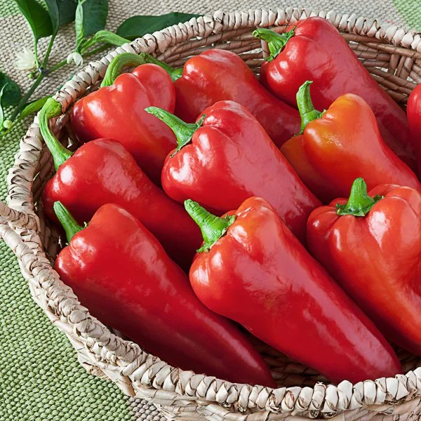 carmen pepper.jpg