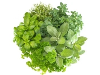 Herbs2.jpg