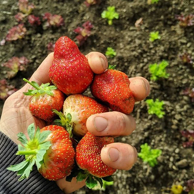Just late October in Central Maine. We can do this.
#eatlocal #mainegrown #strawberries