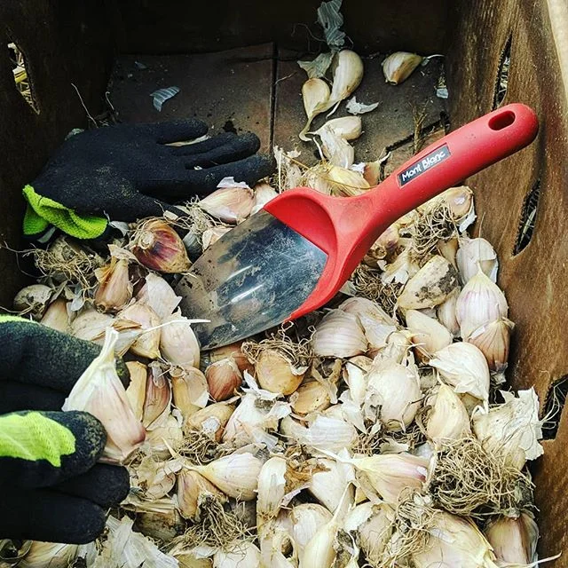 New variety picked up from an old time farmer in the area that produces 4 to 5 big cloves. He got it from a farmer before him 25 years ago. A nameless variety, but we'll be calling it Art's Abundance. Beautiful heads of garlic.
#garlic #maine #heirlooma #olderthandirt